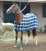 SLMstables_tn (24K)